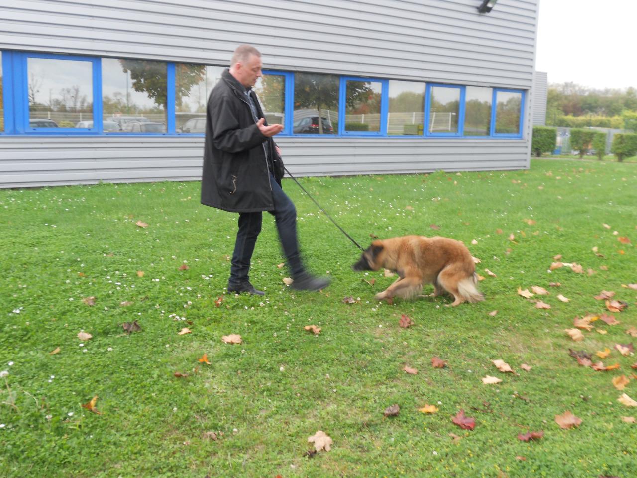 Frédéric Leclerc: éducateur canin: formation risque canin