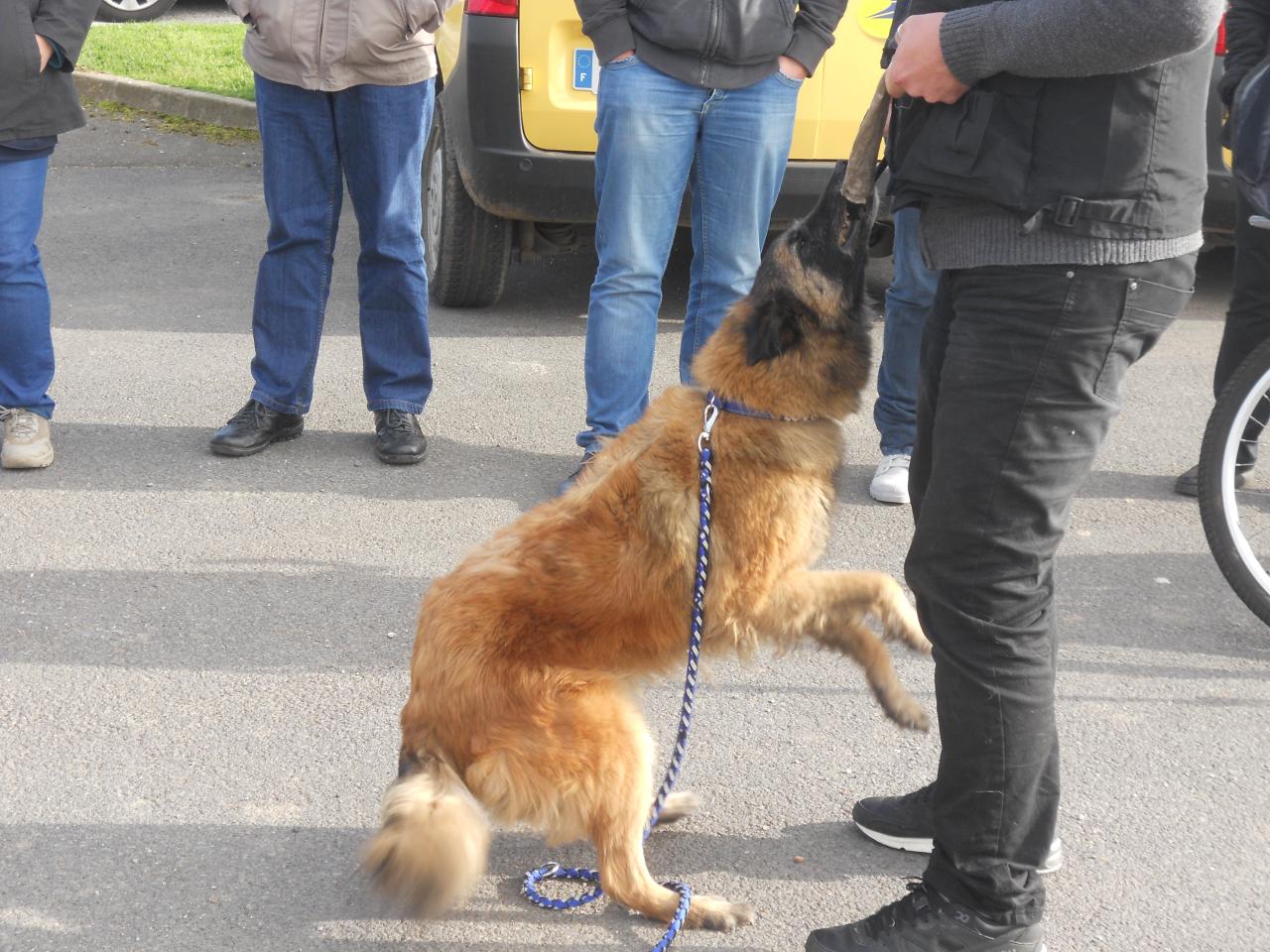 Frédéric Leclerc: éducateur canin: formation risque canin