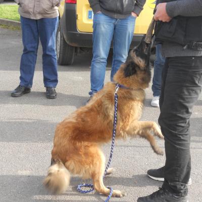 Frédéric Leclerc: éducateur canin: formation risque canin