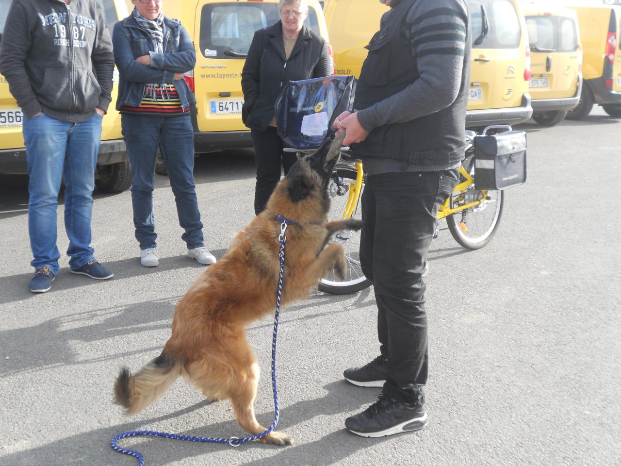 Frédéric Leclerc: éducateur canin: formation risque canin