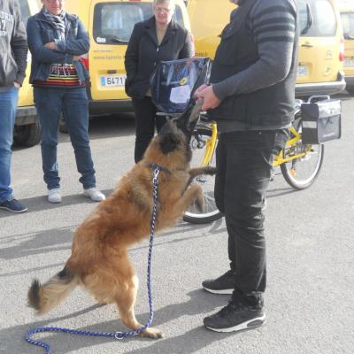 Frédéric Leclerc: éducateur canin: formation risque canin