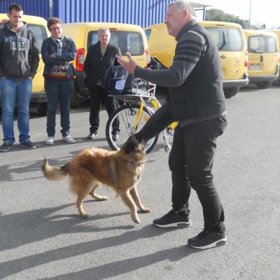 Frédéric Leclerc: éducateur canin: formation risque canin