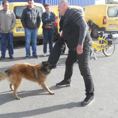 Frédéric Leclerc: éducateur canin: formation risque canin