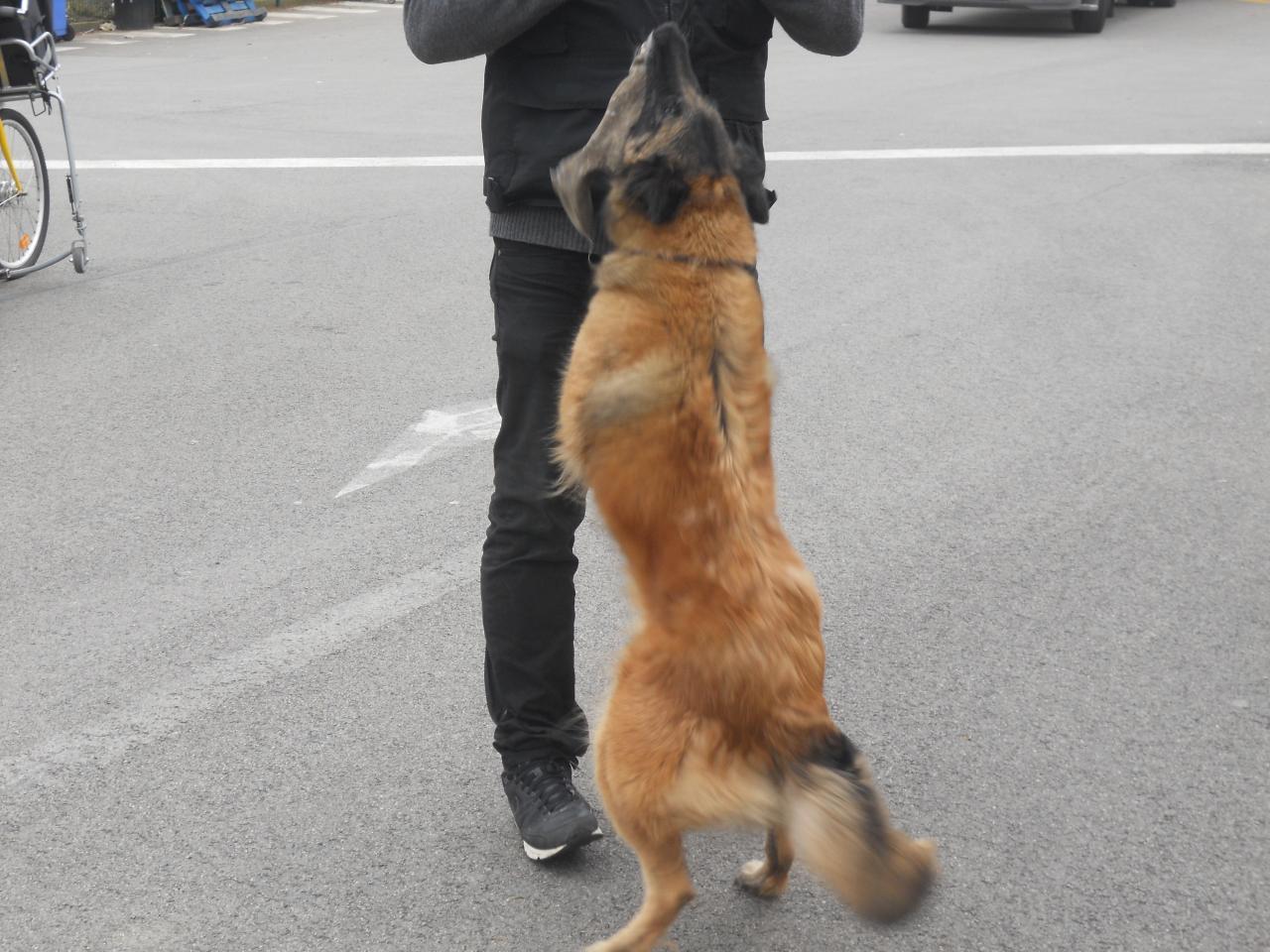 Frédéric Leclerc: éducateur canin: formation risque canin