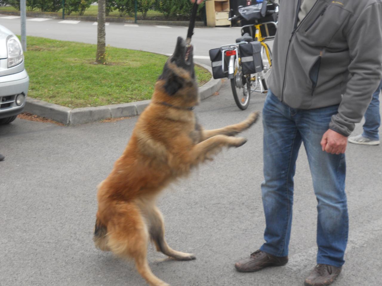 Frédéric Leclerc: formation risque canin