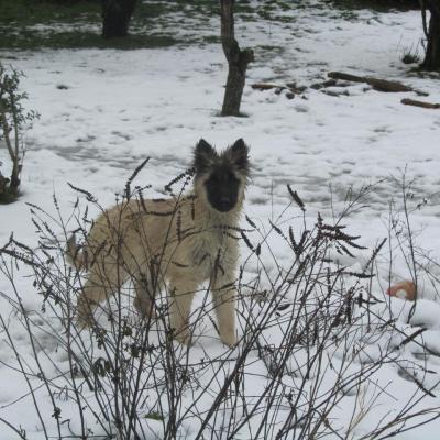 mes chiens: Gabbana et Harley