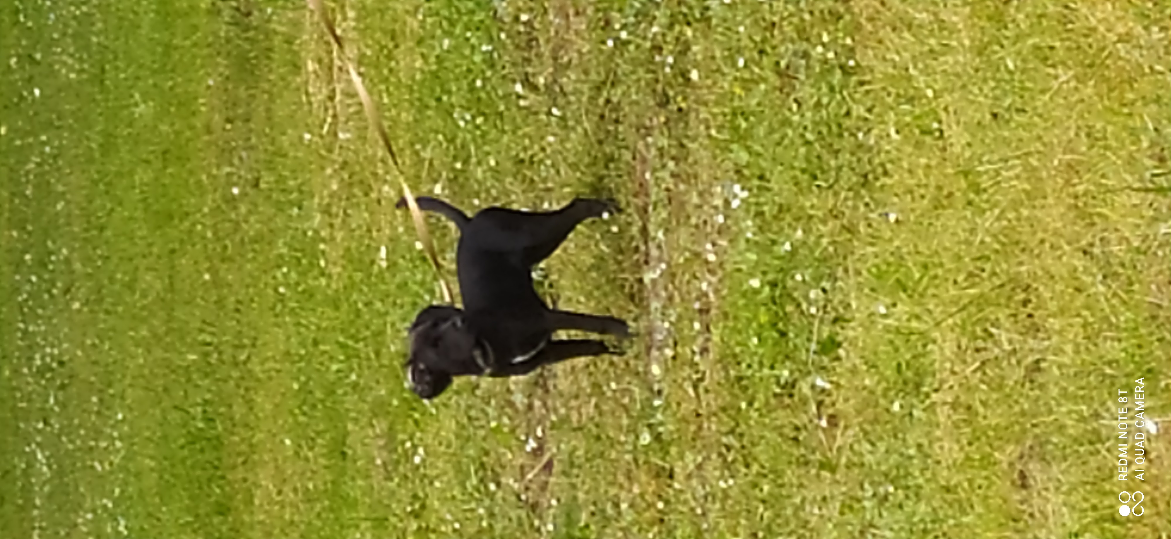 Frédéric Leclerc cours collectifs d'éducation canine