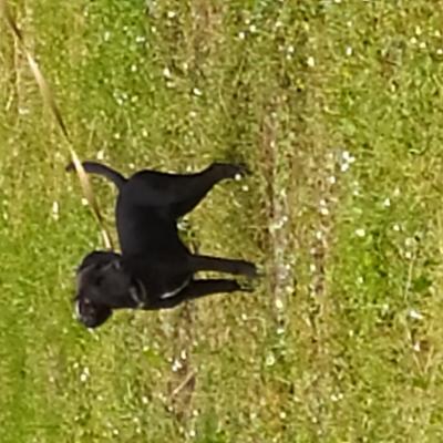Frédéric Leclerc cours collectifs d'éducation canine