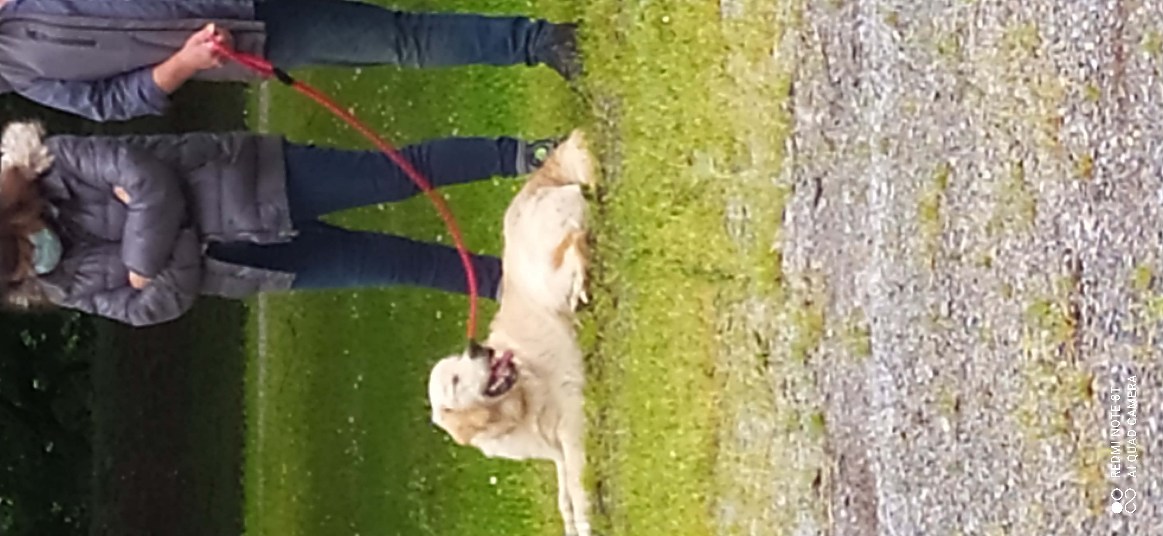 Frédéric Leclerc cours collectifs d'éducation canine