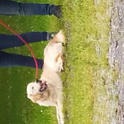 Frédéric Leclerc cours collectifs d'éducation canine