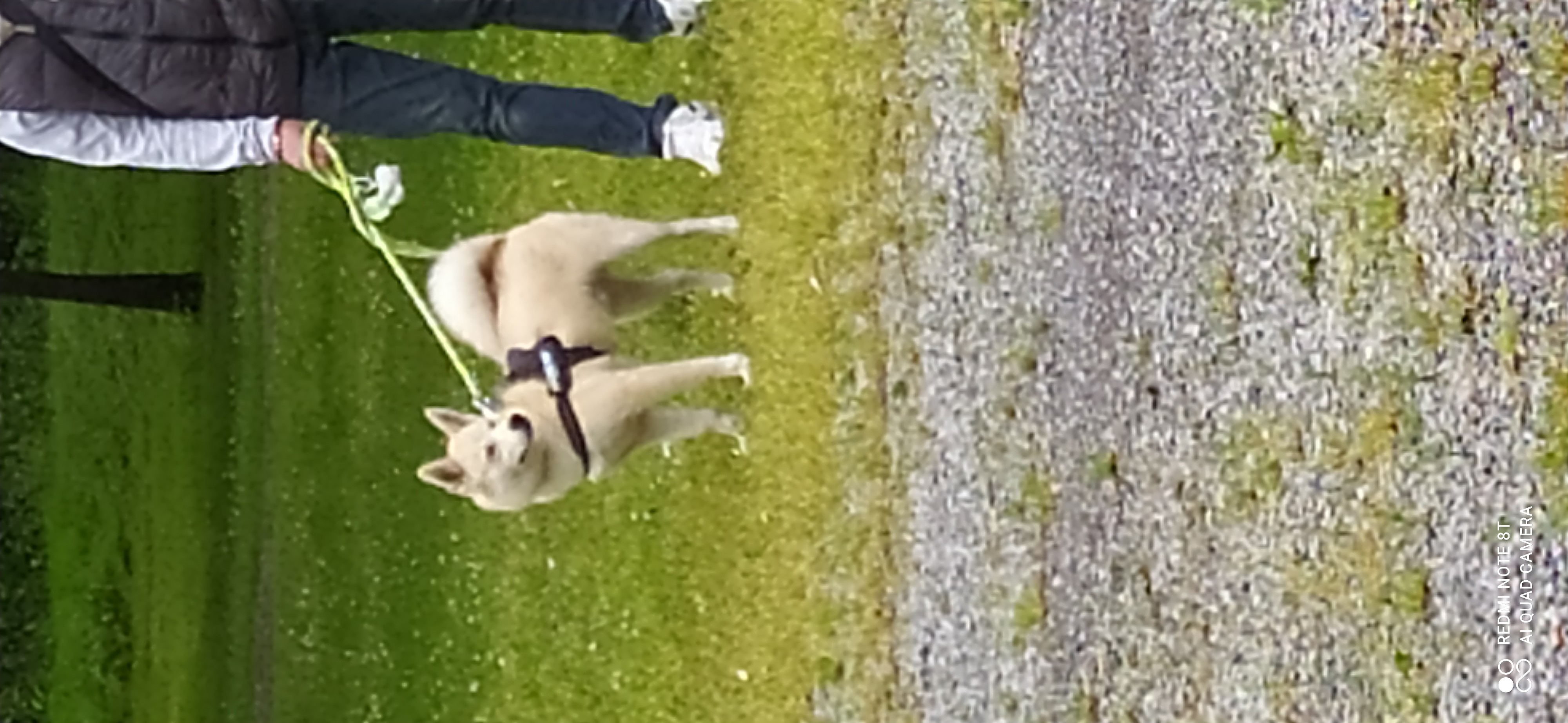 Frédéric Leclerc cours collectifs d'éducation canine