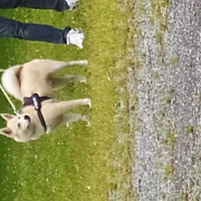 Frédéric Leclerc cours collectifs d'éducation canine